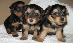 Purebread Australian Silky Yorki,Maltese X puppies.
Dewormed and 1st shots. Parents young and healthy.  All puppies look identical.  Males$400.0, and Females$450.00.  Please call to view.
250 6755490.
