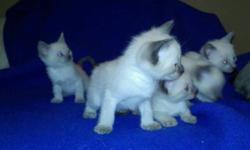 Four gorgeous little siamese kittens (lilac points, seal points) are looking for loving forever homes. Very friendly and curious; these kittens are already eating solid food, using the litter box and ready to go for Christmas. Their mother is a seal point