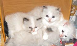 Sweet fluffy Ragdoll Kittens born August 20/201; There are 3 different colored females and one flamepoint male to choose from.
Kittens are eating on thier own and litter trained already. They are all family raised and friendly; well socialized with