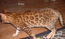 Ruby is an incredibly affectionate and loving cat looking for her forever retirement home.  She is a former breeder, having produced many Champion offspring.  She has the soft as silk pelted coat and wonderfully colourful rosettes.  She is very demanding