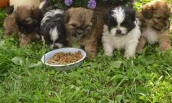 Purebred Shi tzu puppies born Aug 18, 2011... $400.00 Ready to join your family October 1st 2011.Parents on site..and delivery available within Windsor/Essex Area. Feel free to call anytime if interested: cell 519-981-9152 or home number 519-839-5668.