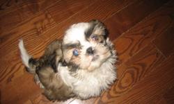 Beautiful Shih Tzu Puppies!
 
We have 7 Beautiful Shih Tzu puppies that were born in December 10, 2011 for sale. There are 4 boys and 3 girls and they are tri-colour. They are home raised, vet checked, first shots, and de-wormed. There are some early