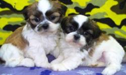 3/4 Shih Tzu x 1/4 Bichon puppies, healthy with sweetheart personalities. 1 Male and 2 Females. Ready to go. They come with shots to date, vet check and deworming. To good pet homes only. Call 1-204-347-5894.