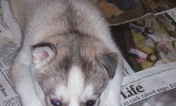 Siberian Husky puppies. Parents on site. 1 female- light tan/caramel color as in picture with brown eyes , and 5 males- 1 light tan/caramel colored,1brown/1part blue eye ,  4 black/white, 2 brown eyed,1 with 1 brown and 1 blue eye, 1 with grey eyes,