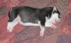 Hi I have a litter of siberian husky puppies. There are 3 males and 2 females. They are all black and white. They will be ready to go to their new homes Dec 24, 2011. They will be needled and dewormed. I require $100.00 non-refundable deposit to hold