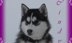 Beautiful Siberian Husky Puppies
We have 1 Litter of beautiful Siberian Husky Puppies available.
Female1: ON HOLD
Male1:    ON HOLD
Male2: Available
Male3:   ON HOLD
All of our Siberians are family raised with young children. Our Siberians live outdoors