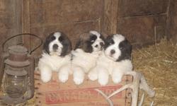 Adorable pups ready to go in a few weeks! Sire is registered - AM/CAN champion bloodlines. Dam is not registered. Parents are very friendly, loyal, and ready to please. Pups come with first shots. They are not papered. Deposit will secure your choice.