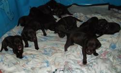 12 chocolate weimador pups looking for thier new homes in time for Christmas.  Dad is a chocolate lab and mom is a silver weimaraner. For more information please contact.