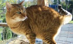 Bell is a retired female breeding Bengal.  She is super friendly and cuddly.  She is ready for a new Loving Forever home, to romp and play with a new family.  Very clean.  Gets along with my small dog very well.  If you have a good stable home and would