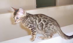 Beautiful Bengal kittens ready for their new loving homes.
Vet checked, first shots, dewormed.
House raised.  These little guys are georgous and look Much better in person than in the photos.
Please Phone 604-814-1235 Mission BC.
