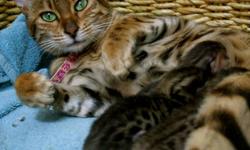 Bengal Kittens for sale!  These family raised kittens will be ready just in time to be enjoyed this Christmas season!  Highly social and beautiful cats that are fun and entertaining as well.  These cats come complete with Registration papers (TICA), first