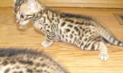 2 female asian leopard kittens left! delivery is available. Both parents are TICA registered and kittens come with a copy of pedigree/bloodlines. Kittens are in their fuzzy stage and colors and markings will develop more as they get older.