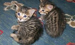 BENGAL LEOPARD KITTENS AVAILABLE
Brown Spotted females
Vet checked + full vaccination
Also dewormed and treated with revolution
Ready for their new homes