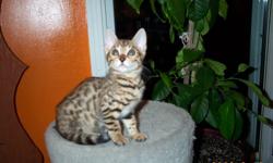 Purebreed Bengal kitten for sale, only 1 male left.  These little leopards make excellent pets.  This little guy has a fantastic personality.  Very social and beautifully patterned. 
 
The price includes first vaccination, neuter and registration papers.