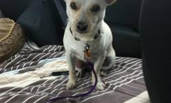 Benny is a young 11 lb. Chihuahua male, born in December 2010, who is currently living with his foster family along with 2 other furry companions.
He was very shy when he first arrived, not knowing what to expect in his new surroundings.  Benny is