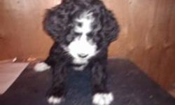 Berneses Mountain Dog x Standard Poodle. Both parents are from excellent blood lines, Two in the litter one female left. She is very laid back and a calm loving pup. Shots and vet checked and guaranteed.
