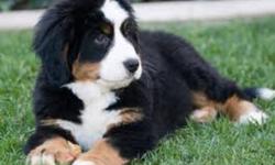 looking for bernese mountain dog or bernese mountain dog cross, in the Penticton- Kelowna area, or any where near those area's. We have had a bernese before and looove them!!! we resently lost our bernese and miss having the breed. we have a large yard