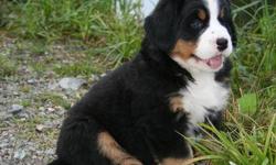 Currently accepting names for our Bernese Mountain Dog puppies that will be
ready for new homes in January.. Expected puppies are: C.K.C Registered, Vaccinated, De-Wormed, Micro-Chipped and have a Guarantee on Heath for 2 years. Contact us for information