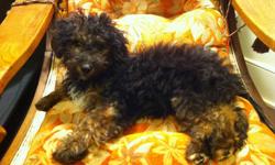 have a beautiful 5 month old puppy named Sadie. She is a jack russell crossed with a poodle. I love my Sadie to bits, I have had her since she was 8 weeks old and I am extremely torn about having to find her a new home. I am not giving sadie away, or re