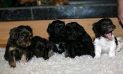 Three puppies left; two black and one brown. Adorable and very playful. Make wonderful pets! Please contact for more information.
This ad was posted with the Kijiji Classifieds app.