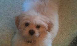I have a 3month old puppy, male, white very friendly nd cuddly. Loves people nd children. Needs a loving home?
This ad was posted with the Kijiji Classifieds app.