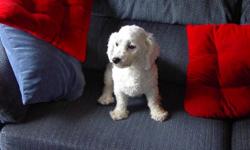 "Sarah" is a beautiful 2-year-old purebred Bichon Frise.  Lovingly raised in a very clean home environment.  Ambassador for the Canadian Kennel Club, Call Audrey 705-876-9768 in Peterborough.