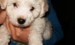 BICHON FRISE MALE PUP,non-shedding breed,has been vet checked,1st shots,dewormed,raised in my home,being yard trained,parents in my home,fed holistic pet food 604-820-0194
