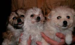 We have Six very adorable puppies for sale.  All have first shots and deworming.   Three females and three males.  Three sable and three cream color.  They are all differnt sizes.  Eight weeks old and ready to find a new lovale home.  Please contact