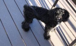 I have a nearly 6 month old Bichon Poodle that we adopted last weekend. Unfortunately, my son is allergic to her and we need to find her a new home asap.
She is the sweetest dog ever. Playful and loving. She does not shed ,is great with kids and other