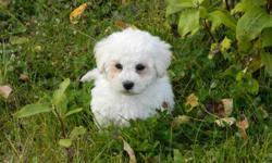 One Male pup left for sale!
White with apricot accents
First shot, dewormed
Hypoallergenic, non shedding
Excellent family dog, Great with kids
Socialized, paper training
Will deliver to Edmonton and area
Accept Visa and MC
