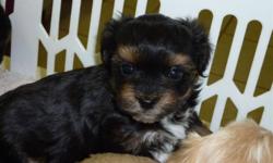 Bichon/Shih Tzu/Yorkie female puppies.  8 weeks old.  Beautiful colors, paper trained, family orientated, vet checked with shots.  Warranty.  Smart and cuddly.