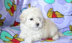 We have for sale 4 beautiful little Bichon pups  there is only 2 girls left they are about 3 pounds right now will grow to about 10 pounds when fully grown-They are hypo-Alergenic-Non Shedding-Great companions-Good with children-Very inteligent-Have had