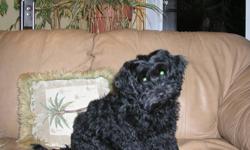BIG BLACK MALE PUPPY WHO IS ENERGETIC PLAYFUL AND VERY AFFECTIONATE. HE IS NOW 11 LBS AND WILL BE ABOUT 35-40LBS FULL GROWN.
MOM IS A STANDARD POODLE AND DAD IS THE NEIGHBOURS DOG.  NON SHEDDING AND VERY BLACK CURLY COAT. JUST A GREAT LITTLE DOG