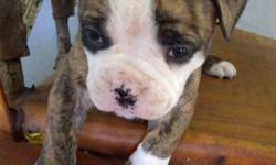 Thanksgiving Special, $1,100.00 if paid for Thanksgiving wk, after the Oct 15, they go back to 1,250,00
Show Quality, Pure Bred American Bulldogs Male Pups
I have six male pups ready to you to choose from, they come from great proven pedigree. I have up
