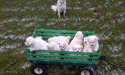 Cute fluffy white puppies for sale. Bishon Eskimo Spitz cross,vet checked,first shots,dewormed all VERY healthy.Mother on site,she is very friendly.9 puppies to choose from,4 females ,5 males looking for forever homes.Would make a cute Christmas Gift!