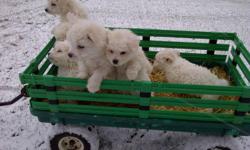 Cute fluffy white puppies looking for new homes,vet checked,first shots,dewormed and all healthy.Mother is on site and is very friendly.Puppies come from a litter of 9.Would make a very cute Christmas Gift! FIRST COME FIRST SERVED,ONLY 6 LEFT!
PLEASE CALL