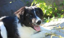 Unaltered, fully vaccinated and microchipped female border collie, purebred but working on registration, completly house and crate trained, knows all basic commands and working on further training, listens really well doesent run comes on command, very