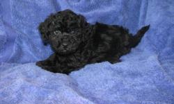 We are black male puppies, ready to greet the big wide world.  We have had our first shots and a set of deworming. We are weaned and eating hard food.Our Mom is Kacey, she is a black bichon/ shih ztu, weighing around 12lbs and our Dad , Carbon is a