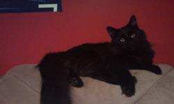 Black cat to good home, well socialized with both cats and dogs. Loves people, would do better with another animal in the house. I was watching this cat while a friend settled into a new place after a divorce and both parties decided they could no longer