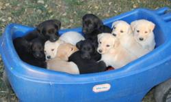 PRICE REDUCED... 9 pups looking for a new home.  Black & golden colours.  Parents have hunting background. Rod @ 403-528-4380 or 403-548-0376