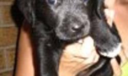 Female black lab mix puppies ready to go.
Mom is a purebred lab, and dad is half black lab half something else (his mom was a lab).
These puppies are now onto puppy chow, have been dewormed and vet checked. They are getting used to being in a crate at