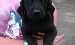 Black Lab Puppies for sale
Only Males Avaliable
Vet checked, First shots and de-wormed
Both parents on-site
15 Years experience raising and breeding dogs
Raised around other dogs, cats and young children
For more info call Norm
289-241-2906