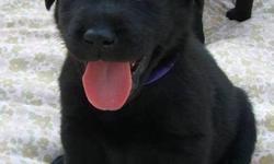 Adorable black lab pups for sale, all males. Labrador Retrievers are the favorite family pet. They are athletic and love to swim, play catch and retrieve games, are good with young children, elderly, and for protection. Beautiful coats and temperaments,