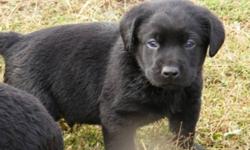 I have for sale  purebred CKC registered labrador retriever puppies- 3 males and 3 females. These puppies will be very easily trained, highly intelligent companions, whether it be for a pet or for a working companion. Both parents are very smart, and very
