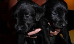 Hi I have a litter of Black lab puppies they are 4 weeks old and adorable the father has papers but the mother does not,
they are not mixed they just don't have papers. I have 5 left they are going fast if interested please call Melissa at 519-870-7144