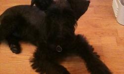 One year old, black, male, mini schnauzer for sale. Cannot give him the time he needs. He is potty-trained, knows the commands sit, down, roll over, bow, and jump. Comes when called. Great off-leash. Loves his tennis ball. Super cuddly and great with