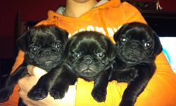 pug puppies for sale,
2 males and 1 female
boy1 is a pudgy and very loving
boy 2 is energetic and playful
girl is so loving and loves to sleep around
dad is a fawn pug and mom is a black pug with white patch.
Puppies have already been eating soft food for