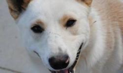 Breed: Husky Shepherd
Age: Adult
Sex: M
Size: M
Casper was brought to MLDHS along with Chance by people who rescued them in a town outside of Meadow Lake. They arrived at the shelter Aug 25/11 so we're just getting to know them ourselves; but Casper is a