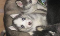 we have 3 Blue eyed Female purebread Siberian Huskys looking for their homes. we are located in LONDON. they are ready this wed after they get their first set of shots.
If the pic of the pup you like is still up then she is still in need of a home. the