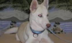Hi, I am a white female 3 month old husky puppy pulled from a high kill shelter in California. I have beautiful blue eyes. I like to talk alot - woowoowoo - and I am very sweet. Will you be my forever home?